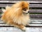 Pomeranian Spitz dog with fluffy red hair lies and sits on wooden bench. the pet is waiting for the owner.
