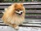 Pomeranian Spitz dog with fluffy red hair lies and sits on a wooden bench. the pet is waiting for the owner. loyal friend,