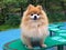 Pomeranian Spitz dog with fluffy red hair lies and sits on a wooden bench. the pet is waiting for the owner. loyal friend,