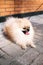 Pomeranian Spitz dog lies on the pavement with a leash on the street