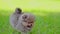 Pomeranian spitz dog puppy jumping on the green grass.