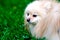 Pomeranian spitz dog for a walk in green grass