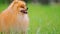 Pomeranian spitz dog walking on the green grass