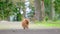 Pomeranian spitz dog walking on the park