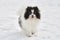 Pomeranian Spitz dog on winter outdoor walking full size portrait, cute white black Spitz puppy