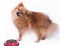 Pomeranian Spitz eating food