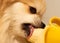 Pomeranian spitz eating fruit, banana close up