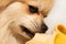 Pomeranian spitz eating fruit, banana close up