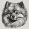 Pomeranian Spitz, engraving style, close-up portrait, black and white drawing, cute companion dog
