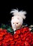 Pomeranian spitz. Fashionable doggy on roses. A gift for a glamorous girl. Cute white puppy. Pet. Dog. Glamor. Dwarf