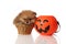 Pomeranian Spitz with Halloween basket