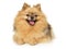 Pomeranian Spitz lying on a white background