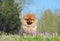 pomeranian spitz in nature