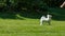 Pomeranian spitz plays with the girl on the lawn. runs and jumps