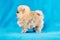 Pomeranian Spitz puppy aged 2 months stands sideways on a blue background