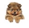 Pomeranian Spitz puppy. Baby animal theme
