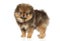 Pomeranian Spitz puppy. Baby animal theme