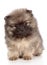 Pomeranian spitz puppy close-up portrait