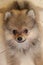 Pomeranian spitz puppy happy playful dog at home
