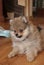 Pomeranian spitz puppy happy playful dog at home