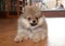 Pomeranian spitz puppy happy playful dog at home