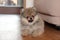 Pomeranian spitz puppy happy playful dog at home