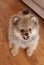 Pomeranian spitz puppy happy playful dog at home