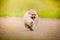 Pomeranian Spitz puppy running