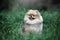 A Pomeranian Spitz puppy sits on a lawn in the woods