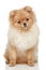 Pomeranian Spitz puppy on a white background