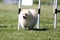 pomeranian spitz running dog agility slalom