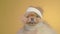 Pomeranian Spitz, sitting with bandaged head, hurt like a joke, on a yellow background