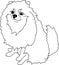 Pomeranian spitz. Small dog. Black and white sketch. Vector pet illustration.