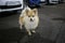 Pomeranian spitz standing at parking at night