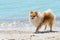 Pomeranian Spitz walking along the seashore on a summer day