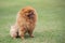 Pomeranian standing on the lawn at the park