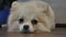 Pomeranian .Super cute fluffy purebred dog lies, relaxes, looks lazily at the camera