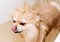 Pomeranian takes a shower and washes up. The spitz stands submissively under the pressure of the water. The dog is bathed