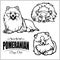 Pomeranian - vector set isolated illustration on white background