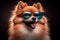 Pomeranian wearing sunglasses smiling. paste tones