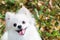 Pomeranian white dog portrait close up