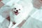 Pomeranian white dog portrait close up. Dog smile