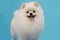 Pomeranian white stands on a turquoise blue background.