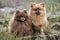 Pomeranians in nature