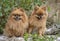 Pomeranians in nature