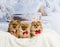 Pomeranians and Spitz sitting in winter scene wearing bow ties,