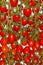 Pomodoro di Pachino, Tomato of Pachino background. Macro