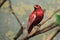 Pompadour cotinga