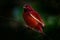 Pompadour cotinga, Xipholena punicea, exotic rare tropic bird in the nature habitat, dark green forest, Amazon, Brazil. Wildlife s