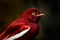 Pompadour cotinga, Xipholena punicea, exotic rare tropical bird in the nature habitat, dark green forest, Amazon, Brazil. Wildlife